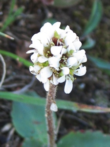 Saxifraga rhomboidea